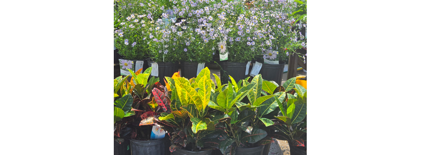 Westminster Nursery Gardens