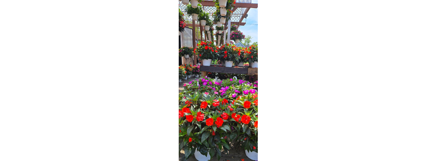 Westminster Nursery Gardens