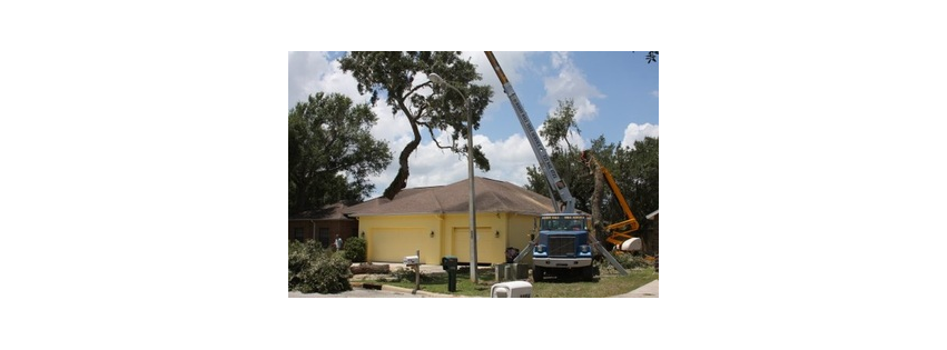 Harry Hale Tree Service Inc.