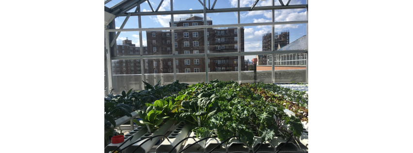 Green Food Solutions