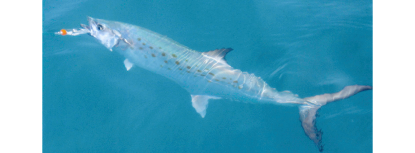 Atlantic breeze charters