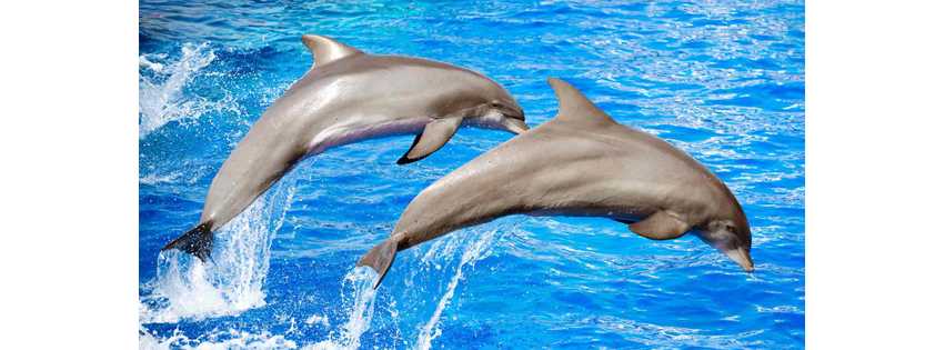 Dolphin & Nature Tour