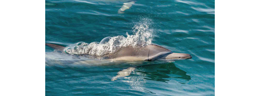 Dolphin & Nature Tour