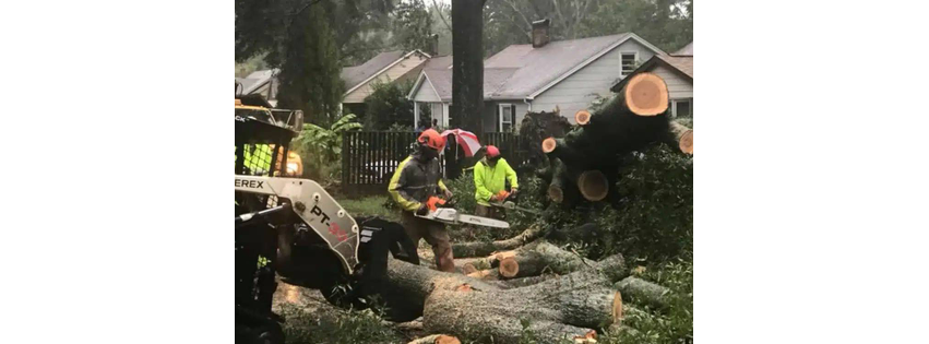 Frady Tree Care