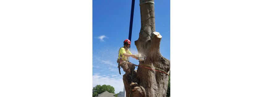 Frady Tree Care