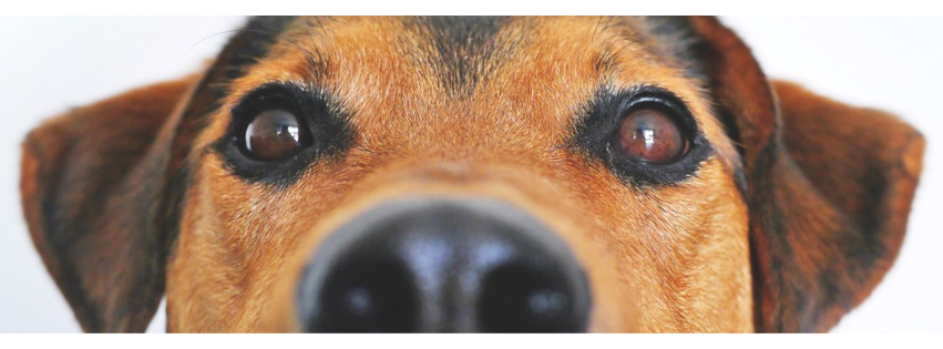 Beaumont Animal Clinic