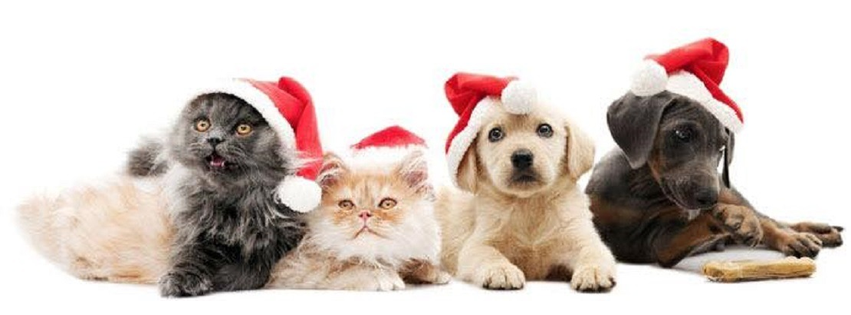 North Suffolk Animal Clinic
