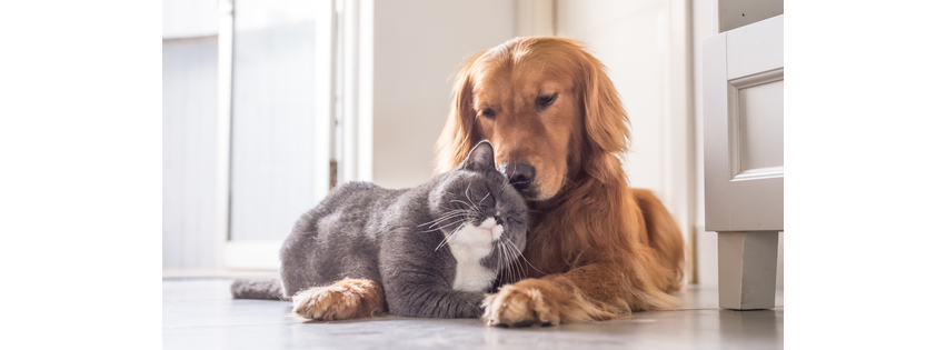 Animal Hospital of Sebastopol