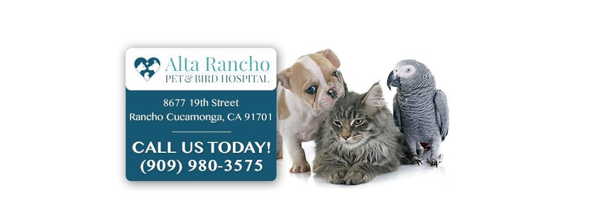 Alta Rancho Pet Hospital