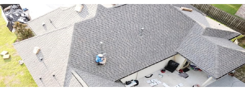 Roof Gecko