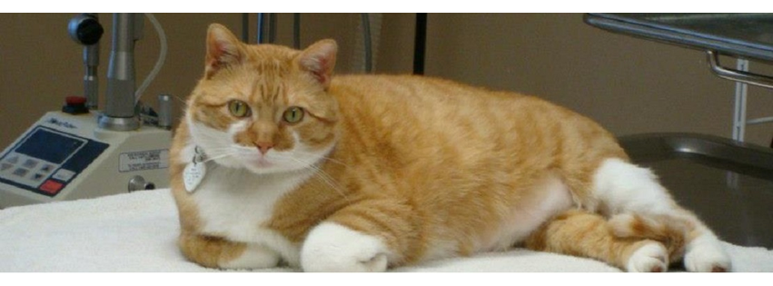 Lifetime Animal Center