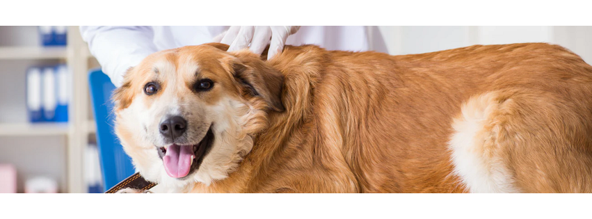 Richmond Avenue Animal Hospital