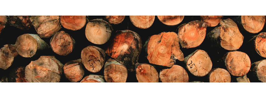 Marin County Arborists