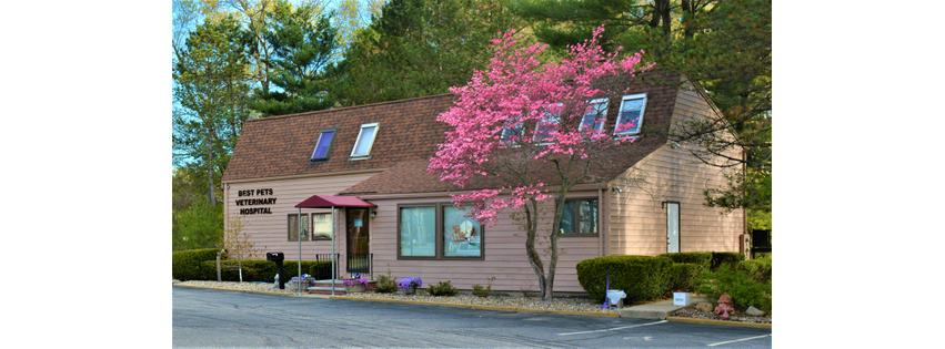 Best Pets Veterinary Hospital
