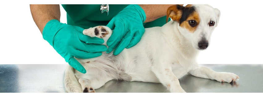 Tongass Veterinary Services, LLC