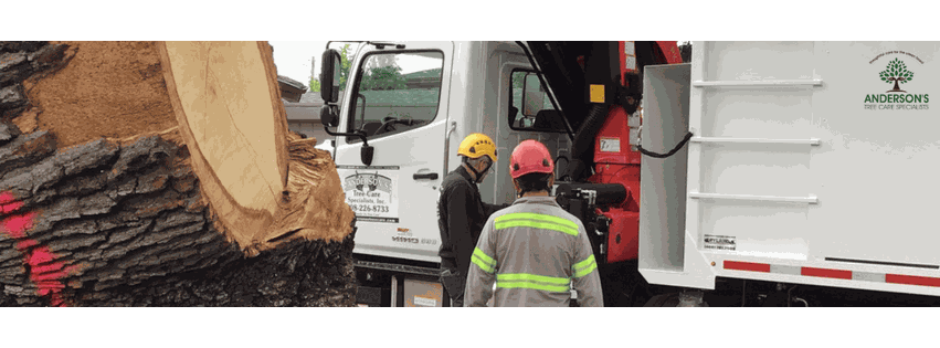 Anderson's Tree Care Specialists