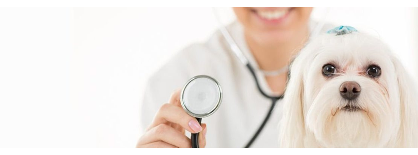Santa Cruz Animal Clinic