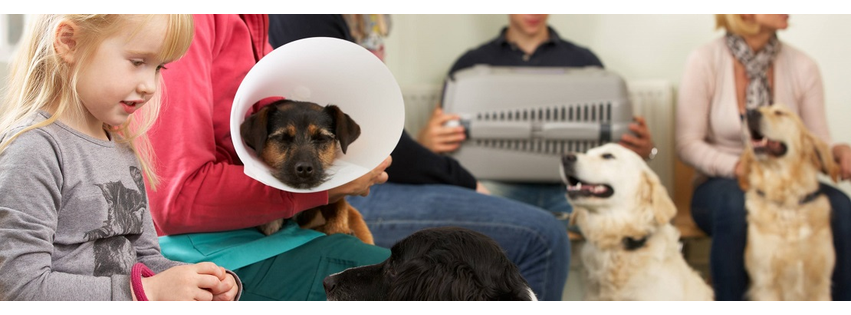 Sunset Animal Clinic | Miami FL