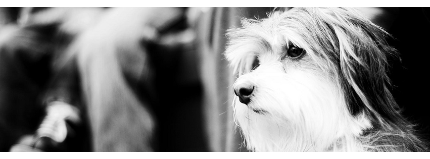 Meadowbrook Veterinary Clinic