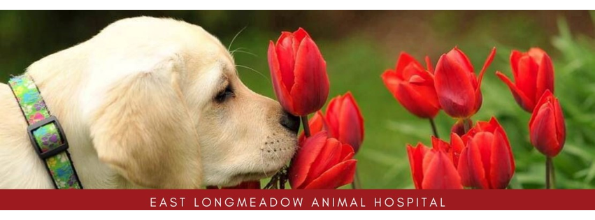 East Longmeadow Animal Hospital
