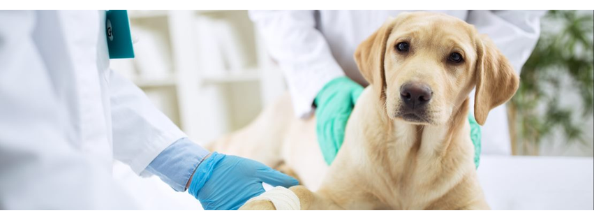Wells Dog and Cat Hospital