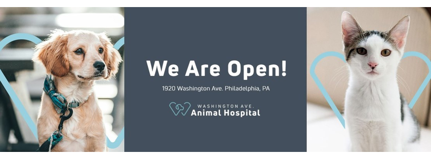 Washington Ave Animal Hospital