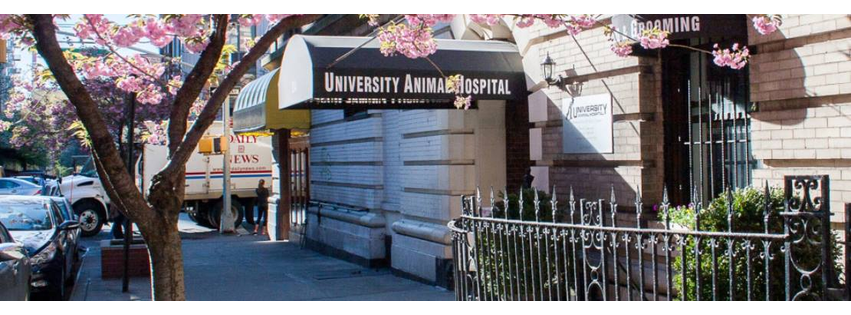 University Animal Hospital