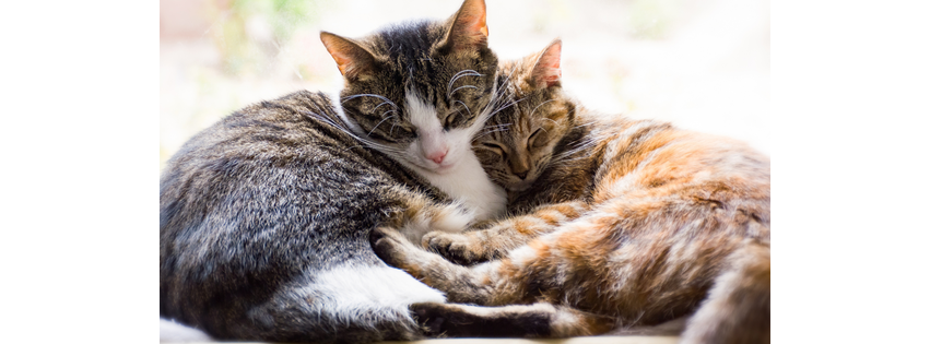 Parkview Cat Clinic