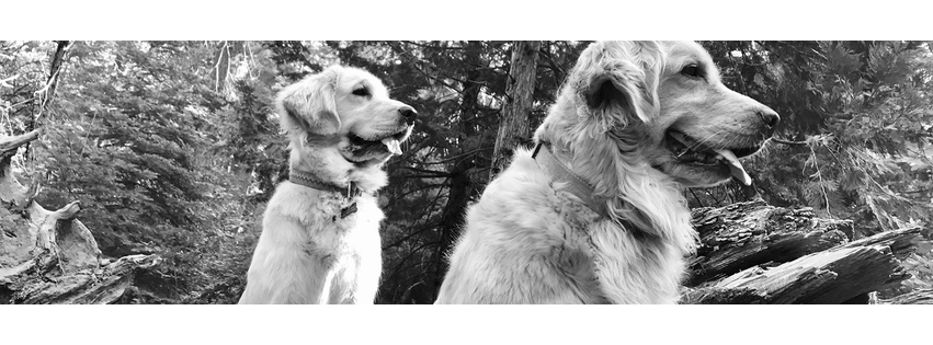 South Shores Pet Clinic