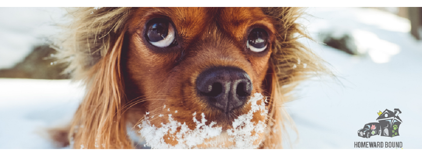 Homeward Bound Veterinary Services