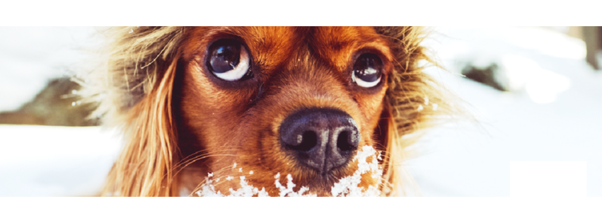 Homeward Bound Veterinary Urgent Care