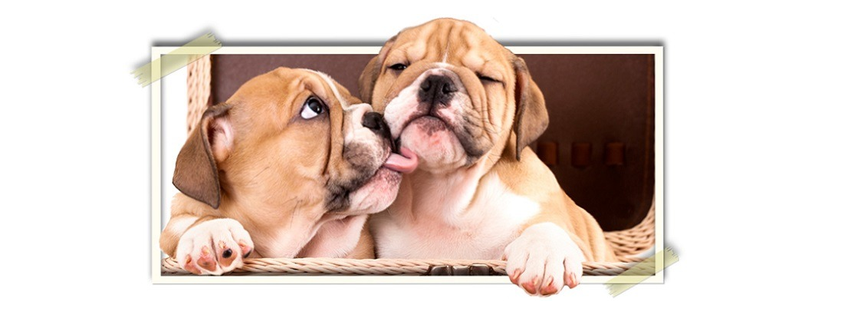Quail Pointe Veterinary Hospital