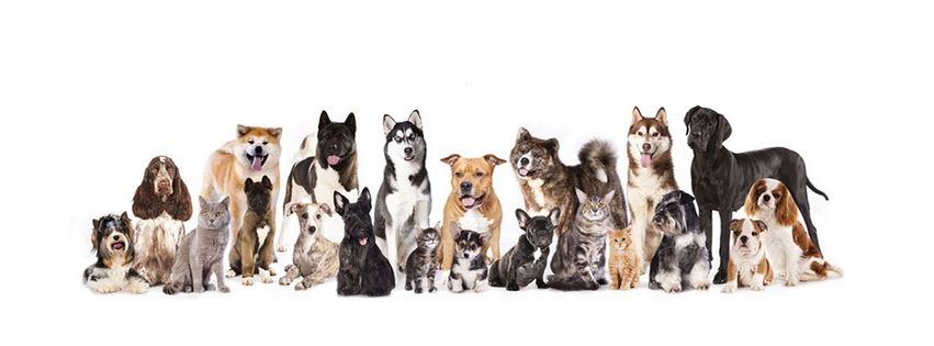 American Animal Hospital