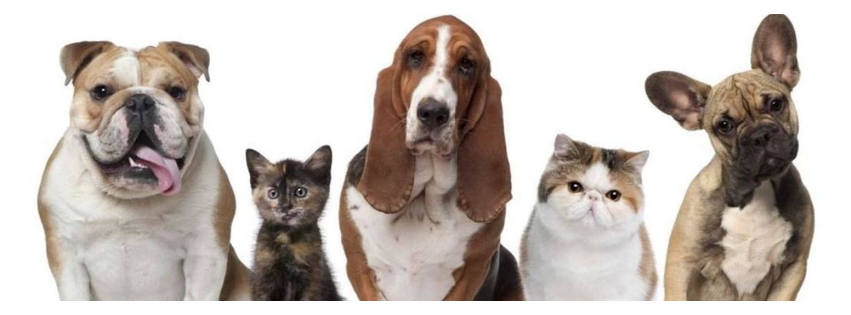 Memorial Drive Veterinary Clinic