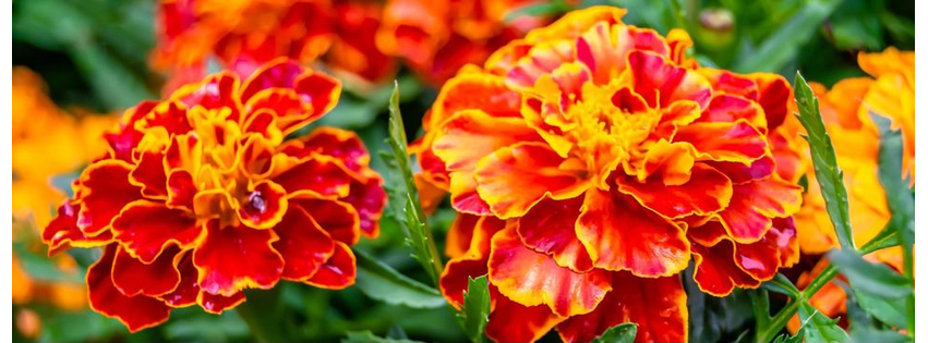 Stadler Nurseries