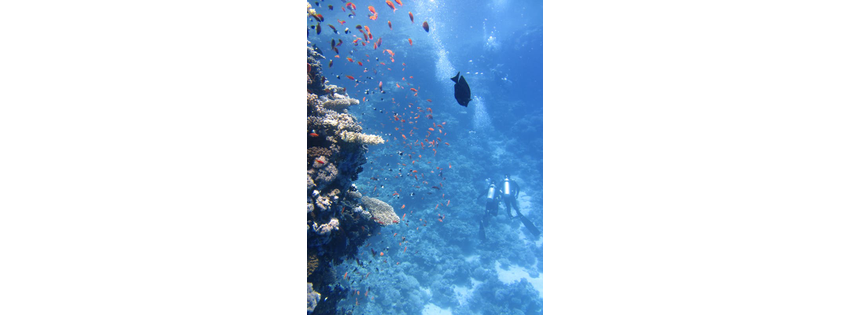 The Dive Shop Inc