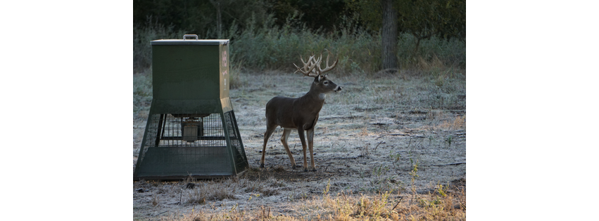 Austin Trophy Whitetails