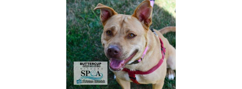 Niagara County SPCA